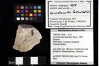 Foto (Objket + Etiketten) von Cracensigillatus acutirostris (Moericke, 1889) 